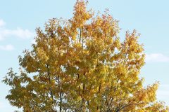 IMG_8370
