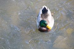 IMG_8454