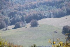 IMG_2546