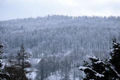 MG_4389